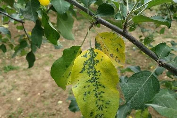 苹果树斑点落叶后再施肥有用吗？