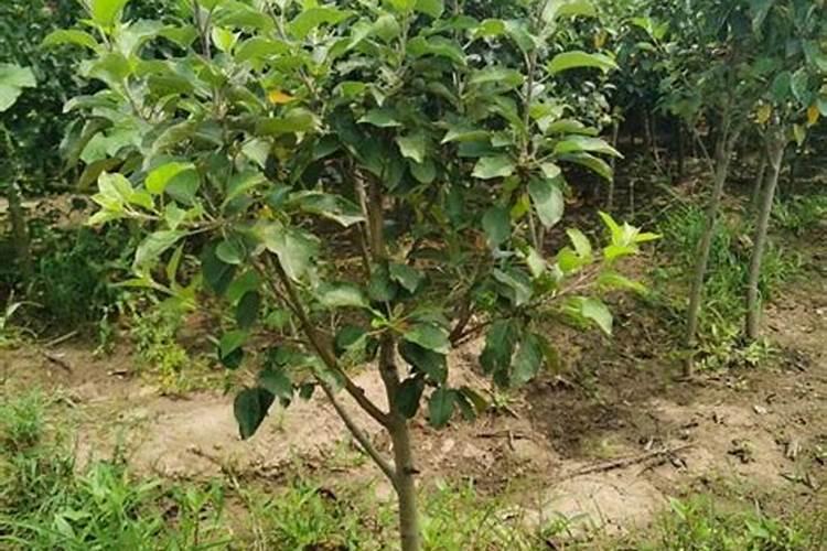 苹果树秋季该如何施肥