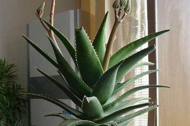 柳河沟镇种植香瓜种类是芝麻香吗