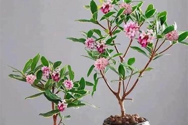 瑞香花开败之后如何处理