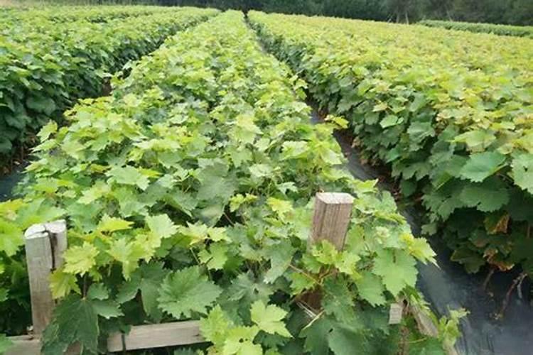 种植芋头能用什么除草剂 具体点