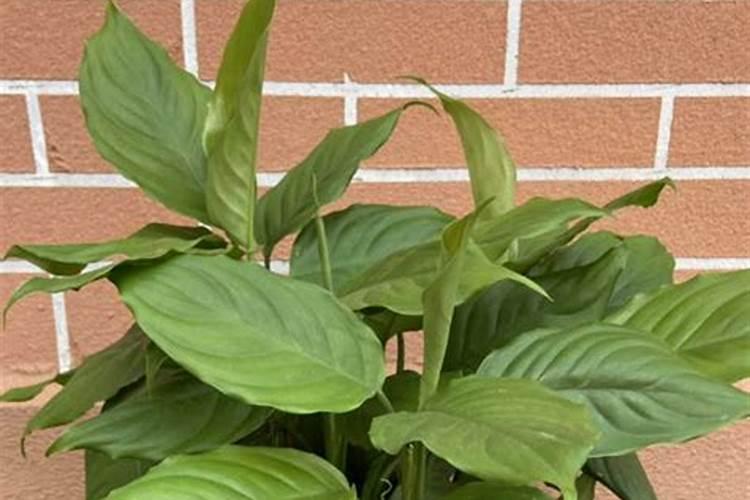 牡丹叶面肥打什么