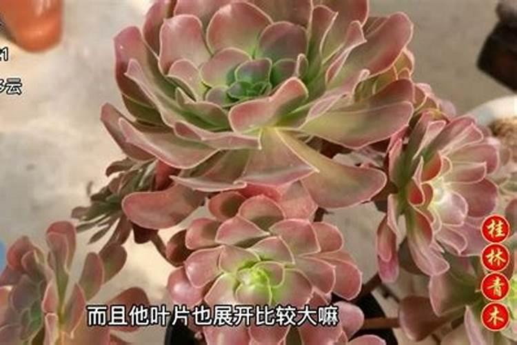 法师用什么肥料最好