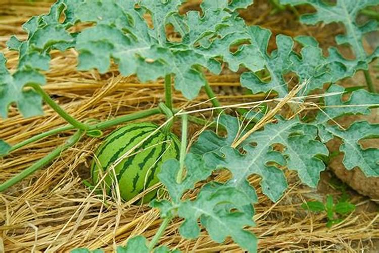 西瓜底肥施肥方案,西瓜施肥的流程和注意事项