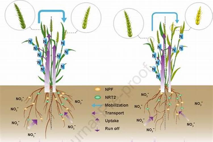 利用糖蜜如何生产黄腐酸钾
