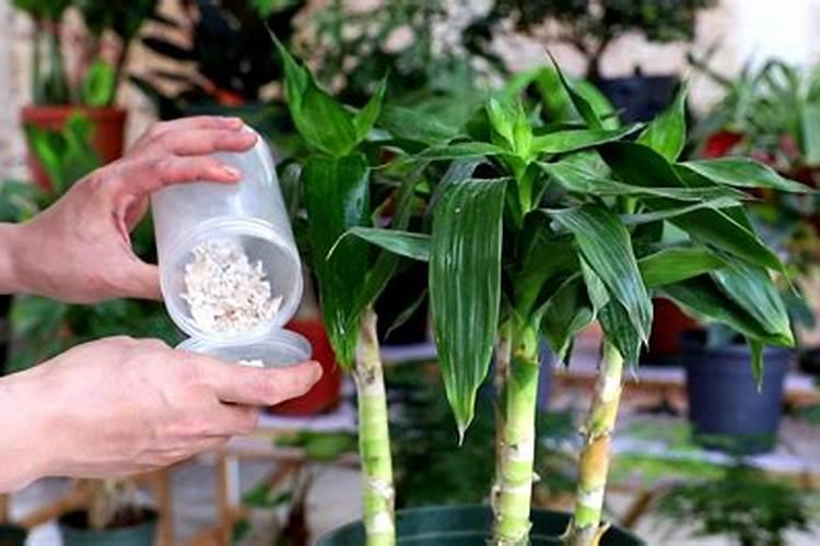 养富贵竹用什么肥料好