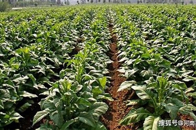 效果好的水溶肥是哪家