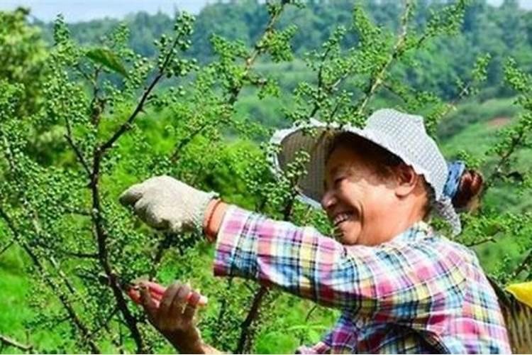 花椒树第一年怎么修剪与施肥？