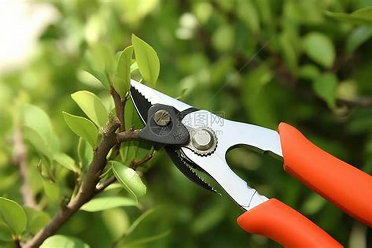 4月减少落果,2021年青花椒丰收在望!花椒将进入保果关键期