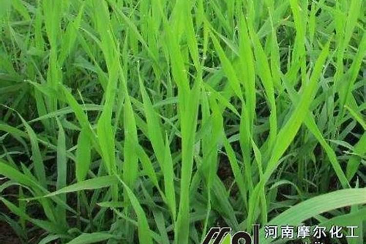 安徽丰乐和湖北丰乐是一家吗