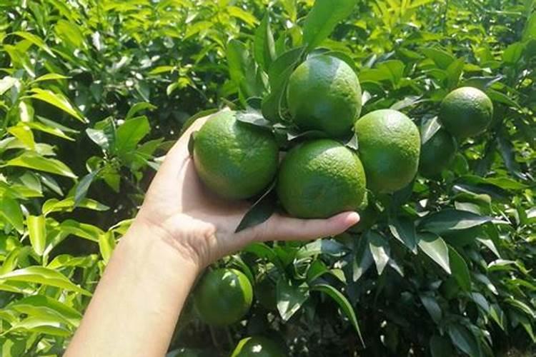 茶叶花是不是不可以上磷酸二氢钾这种肥料？