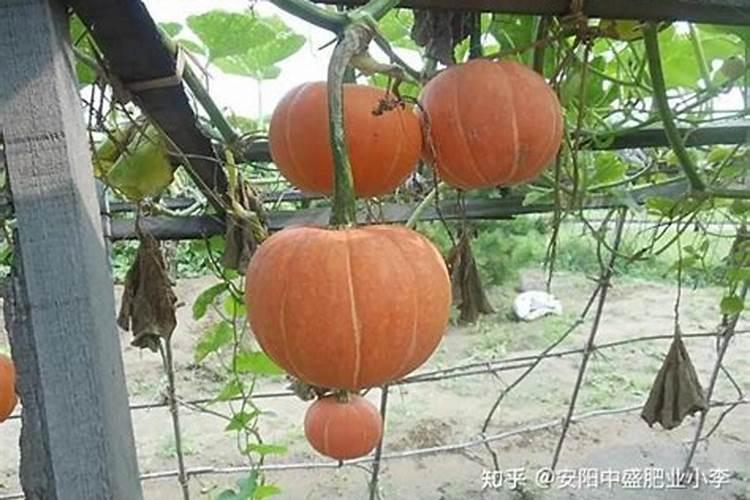 南瓜开花结果期施什么肥