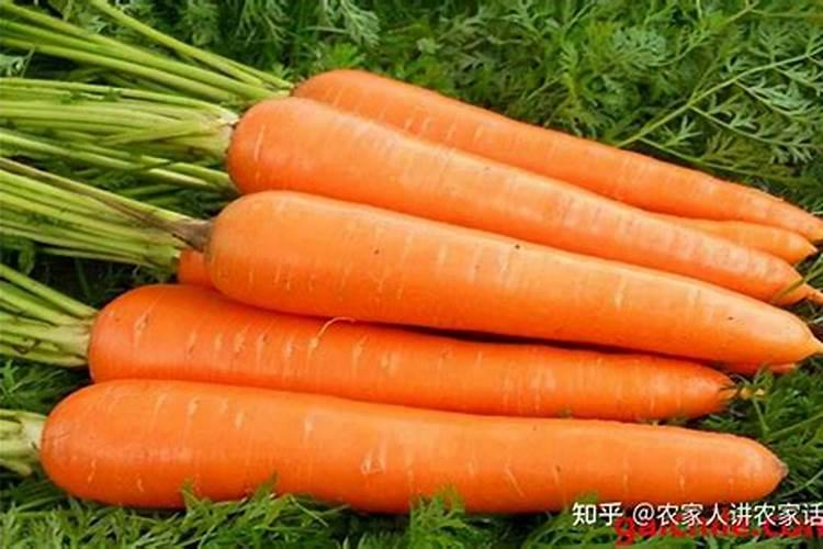 胡萝卜种植施肥技术要点有哪些