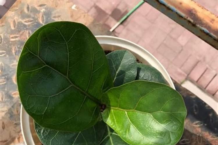 琴叶榕怎么养护