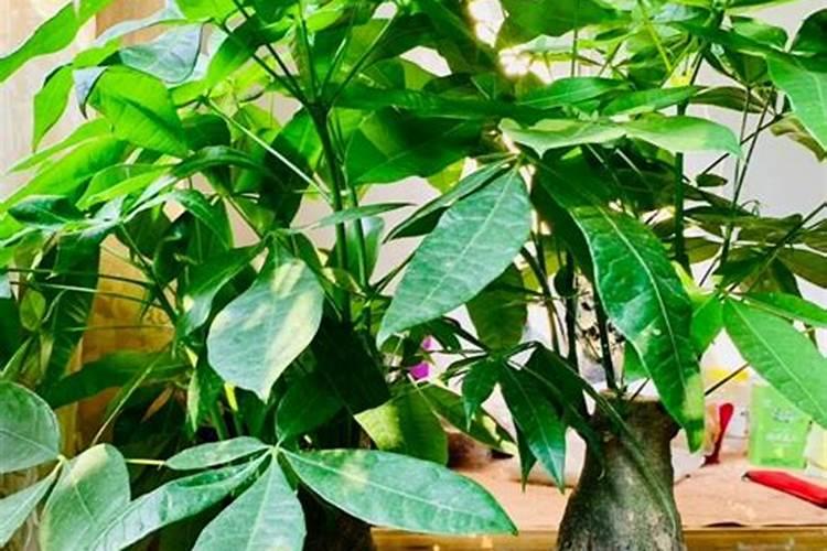 怎样才能让发财树长出新芽？