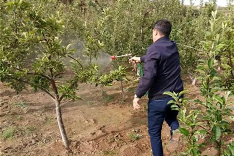 一园青菜成了精顺口溜