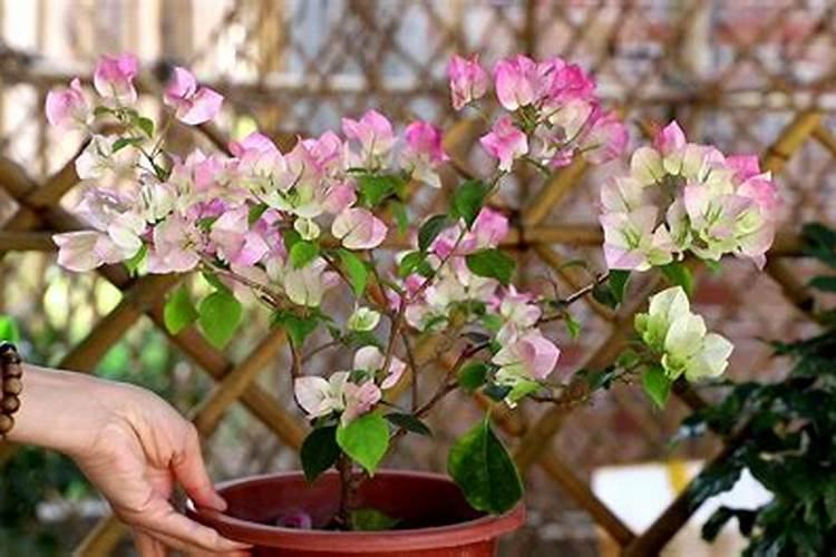 三角梅开花期间怎么施肥施什么肥