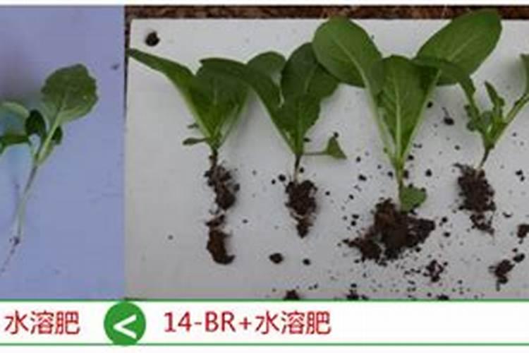 三角梅开花期间怎么施肥