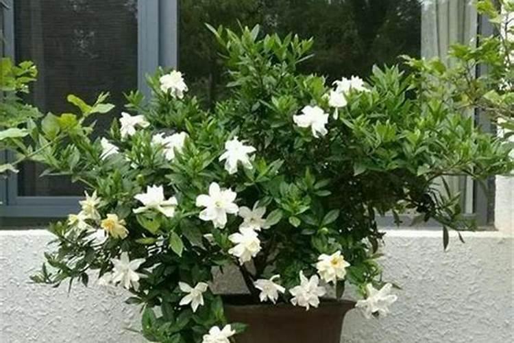 小麦扬花期可以施氮肥吗 能不能撒施尿素