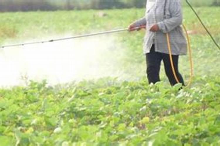 含镁的肥料有哪些