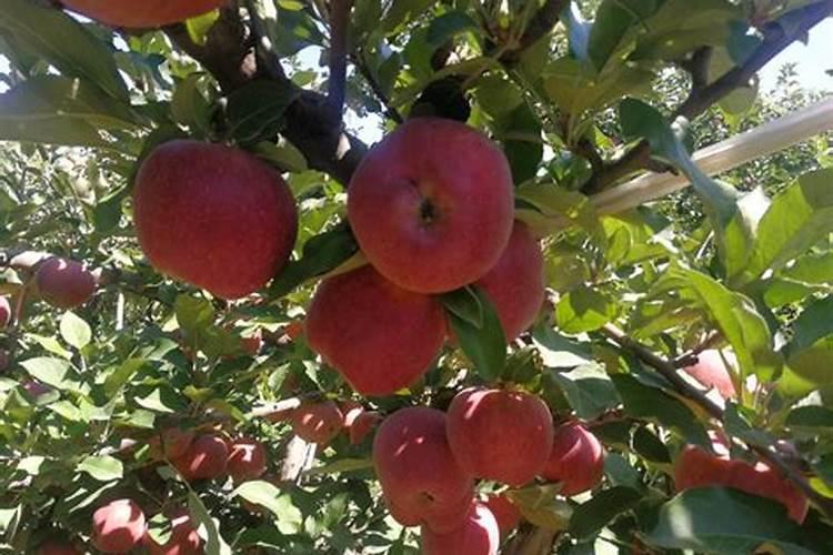 为什么豆类植物不需要施氮肥