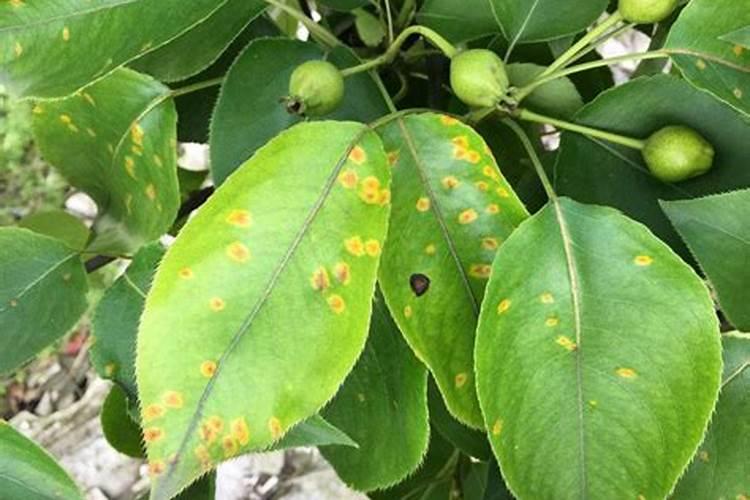 梨树病虫害防治方案？