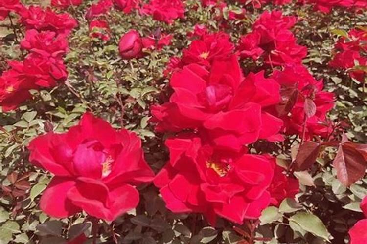 氮肥是什么肥料