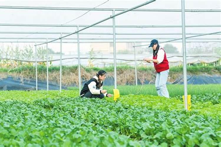 农菜施肥施多了烧死了怎么补救