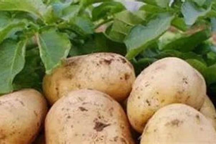 蔬菜枯萎了用错了化肥怎么处理？