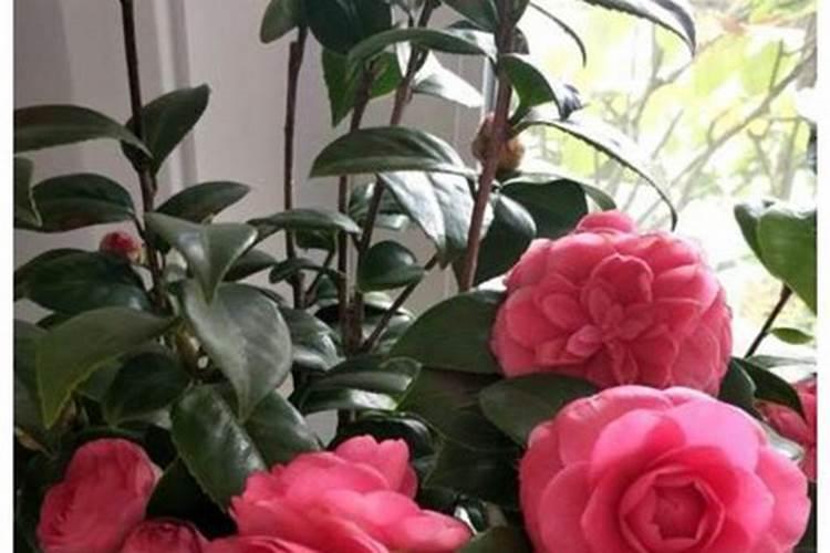 秋季已现花苞的茶花如何施肥和促花 要注意几件事