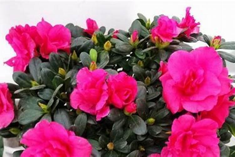 杜鹃花养护与管理方法杜鹃不开花怎么办？