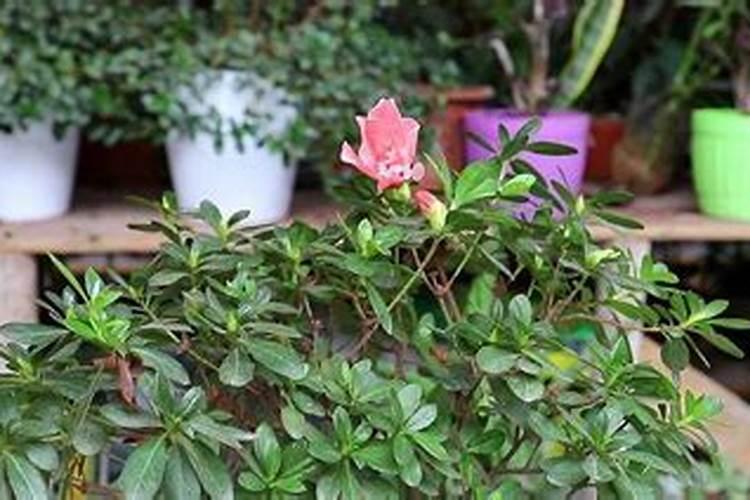 杜鹃花养护与管理方法杜鹃不开花怎么办？