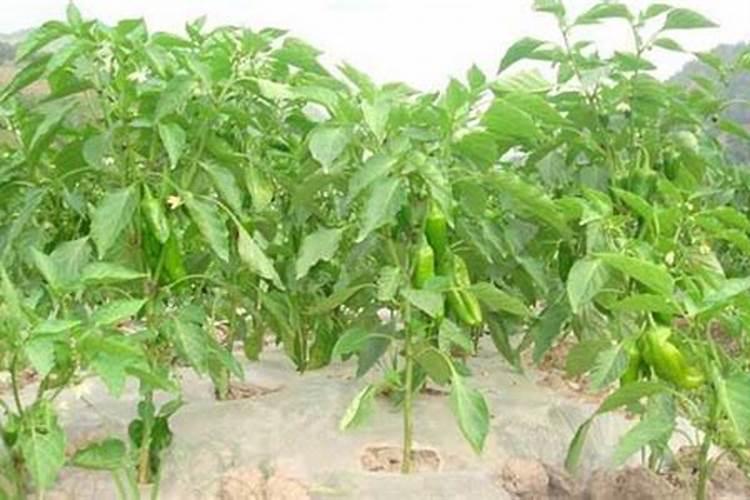 水溶肥是什么？