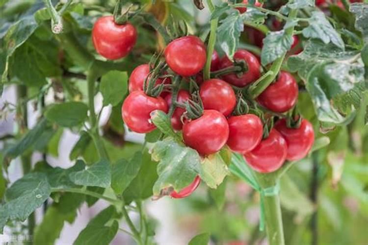 栽植樱桃树苗施什么肥