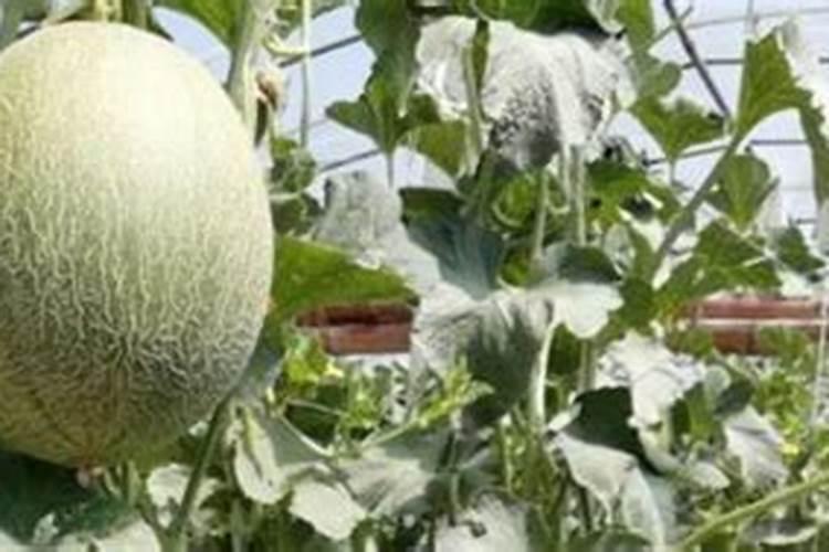 哈密瓜施肥最佳时间