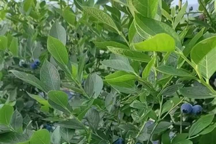 蓝莓施肥的最佳时间 施哪些肥料好