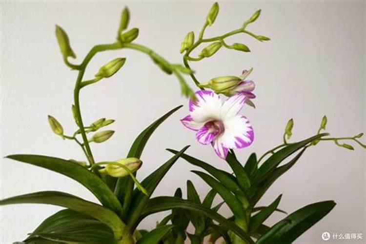 “菊花”真好养,集市上买回一盆,不用施肥就能活