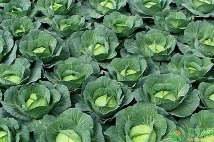 磷酸二氢钾适合哪些花