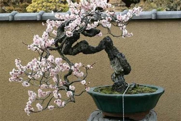 梅花的冬天养殖禁忌