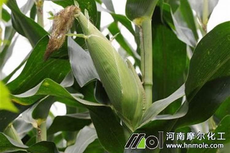 金大地复合肥多少钱一袋？