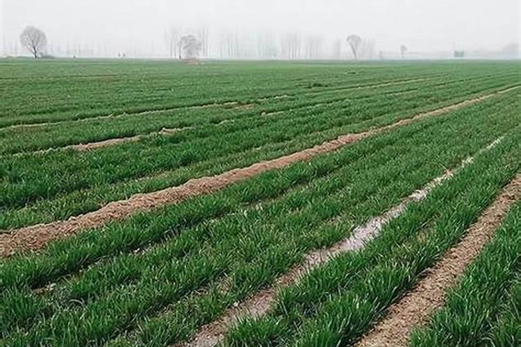 小麦追肥最佳肥料