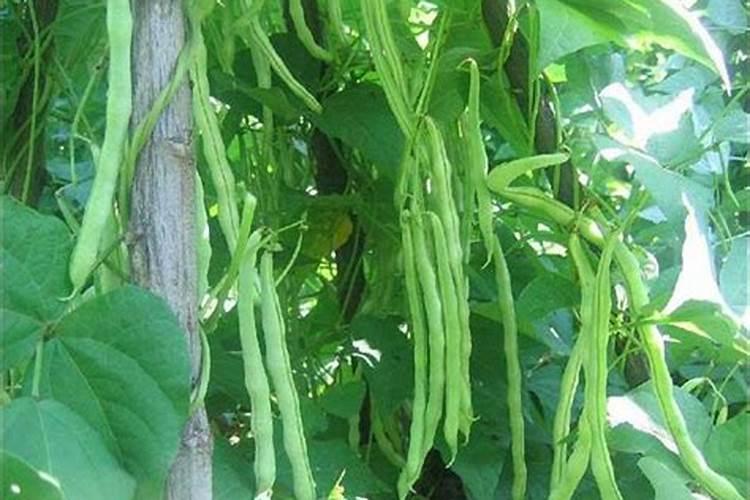 大白菜上钾肥行吗怎么施肥