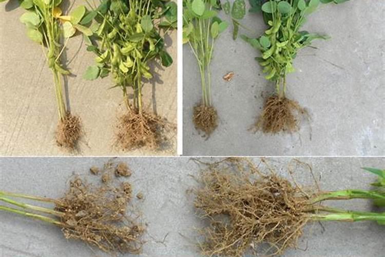 沙漠玫瑰怎样施肥