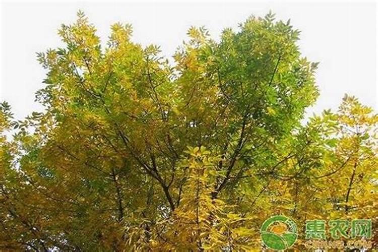 白蜡树施肥时间和方法