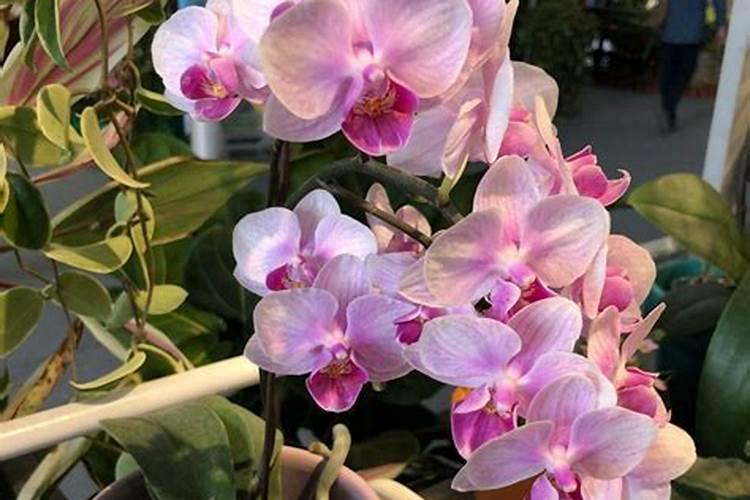 正在开花的蝴蝶兰需要施肥吗 蝴蝶兰怎么施肥