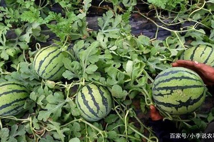 种植西瓜底肥要埋多深