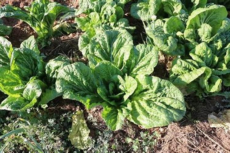 莴苣用什么肥料变高变粗,附莴苣的种植方法