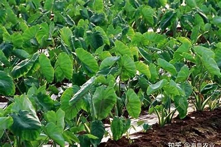 水溶肥厂家,你还不知道它？