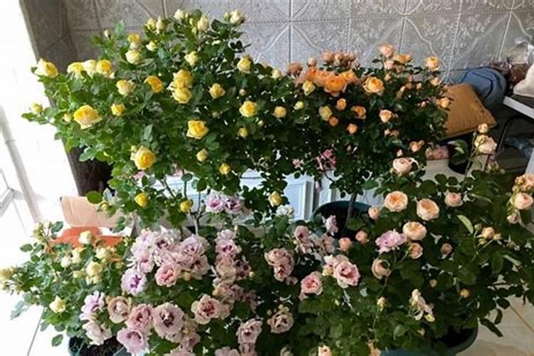 养月季花施肥,喷叶和灌根,哪个效果最佳？