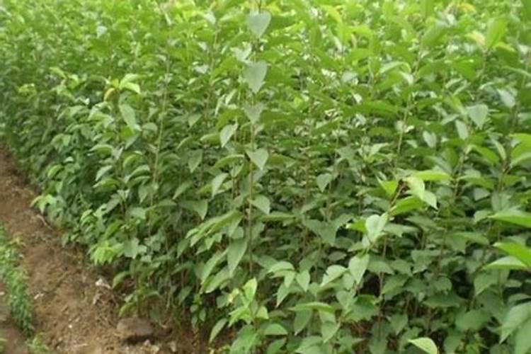 3个18和3个15的复合肥成夲相差多少